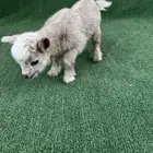 ماعز قزم ذكر أمريكي تشيكي