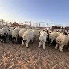 بهم نعيم للبيع