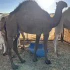 قعدان على حليب مقفله شحم