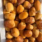 رطب خراف اليوم