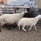 غنم طيبه