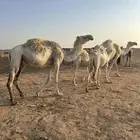 للبيع وضحا رمانيه