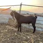 النوع تيس ادهم فحل مشروط