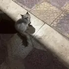 بسه ضايعه