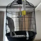 طير كروان ابيض اليف