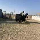 فحول عوارض