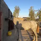 فرس شعبيه معها مهرها