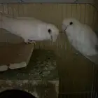 روز انثى اثنتين التفصيل تحت