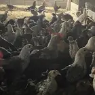 صيصان بلدي رابغ