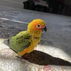 فرخ صن كنيور اليف جدا