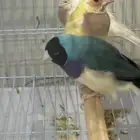 طيور قولدن فنش