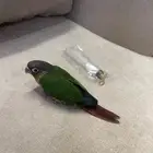 كنيور العمر شهر ونص لسع غر