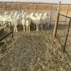 رخال حرية