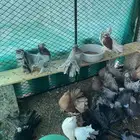 مجموعة رقاص أمريكي