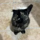 قطط للتبني