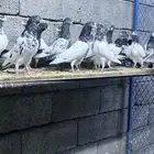 طبات حمام باكستاني تيدي