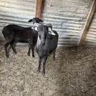 برابر دوبر