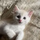 قط صغير للبيع