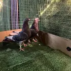 حمام قطايف