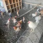 ديوك بلدي صحة على الشرط.