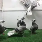 حمام مسكيات