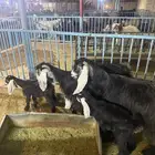 عنزين عارضيات متاويم