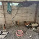 دجاج بلدي العدد 7