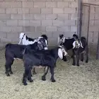تيوس