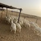 بهم تربيه