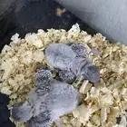 فروخ طيور الحب او البادجي