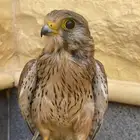 باشق مدرب صحه شرط يعلف من الدس ومايخاف