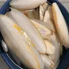 عظم الخثاق للطيور