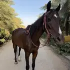 حصان ركوب