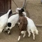طليان لبيع العدد 4