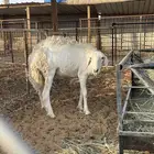 خل حايل للبيع