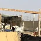 جده. ابيع ذبيح طليان وتيوس
