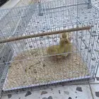 للبيع 2 فرخ بط بصحة جيدة مع القفص والاكل