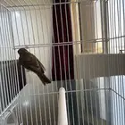 حسون طائفي أو ياسمين