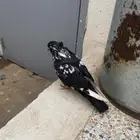 زوج دمستك مشاءلله مستوى طيب