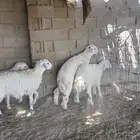 طليان فل الفل شحم من انتاج مراحي