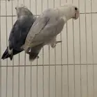 زوج روز منتج