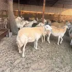 غنم حريات حرش