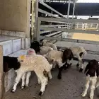 دواغير نعيم