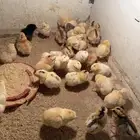 صيصان دجاج بلدي