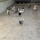 للبيع دجاج فيومي