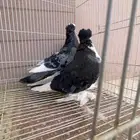 حمام زينه نوادر للبيع العدد6اجواز