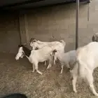 معزا هولنديه مطوره