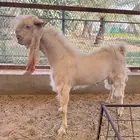 للبيع تيس فحل أبرص مطور صنف