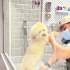 dog - كلب مالتيز