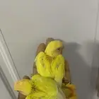 5 فروخ روز ( تم البيع )